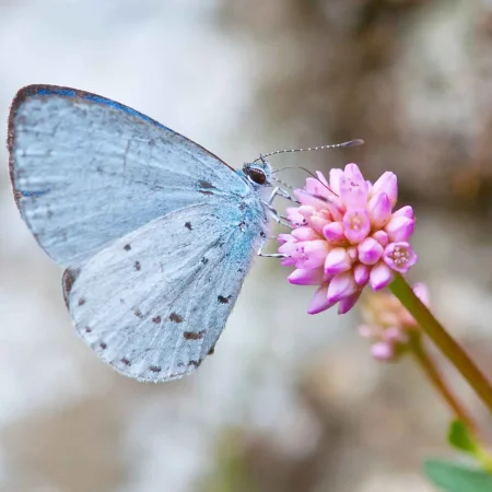 spring-azure-butterfly-host-plant-dogwoods #image_title