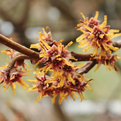 spring-witch-hazel-hamamelis-vernalis spring-witch-hazel-hamamelis-vernalis
