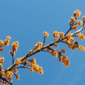 spring-witchhazel-in-bloom-Hamemelis-Vernalis