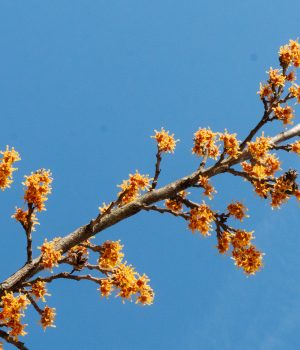 spring-witchhazel-in-bloom-Hamemelis-Vernalis