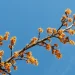 spring-witchhazel-in-bloom-Hamemelis-Vernalis