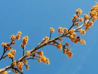 spring-witchhazel-in-bloom-Hamemelis-Vernalis