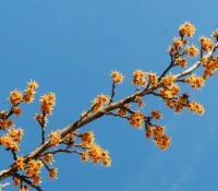 spring-witchhazel-in-bloom-Hamemelis-Vernalis