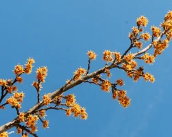 spring-witchhazel-in-bloom-Hamemelis-Vernalis