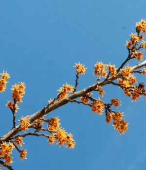 spring-witchhazel-in-bloom-Hamemelis-Vernalis