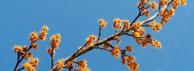 spring-witchhazel-in-bloom-Hamemelis-Vernalis