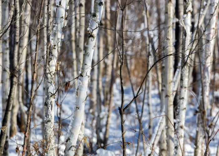 stand-of-paper-birches-Betula-papyrifera