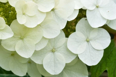 sterile-flowers-of-oakleaf-hydrangea sterile-flowers-of-oakleaf-hydrangea