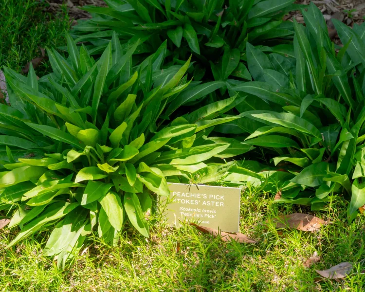 Stokes aster greenery is lush and can hold its own, even when not in bloom