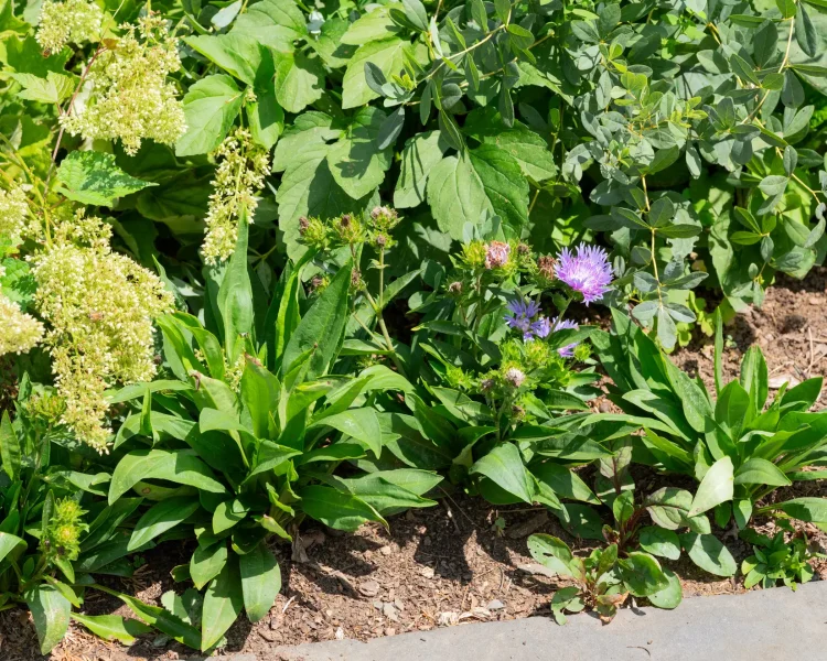 Stokes aster + false blue indigo + Virginia sweetspire is pollinator paradise