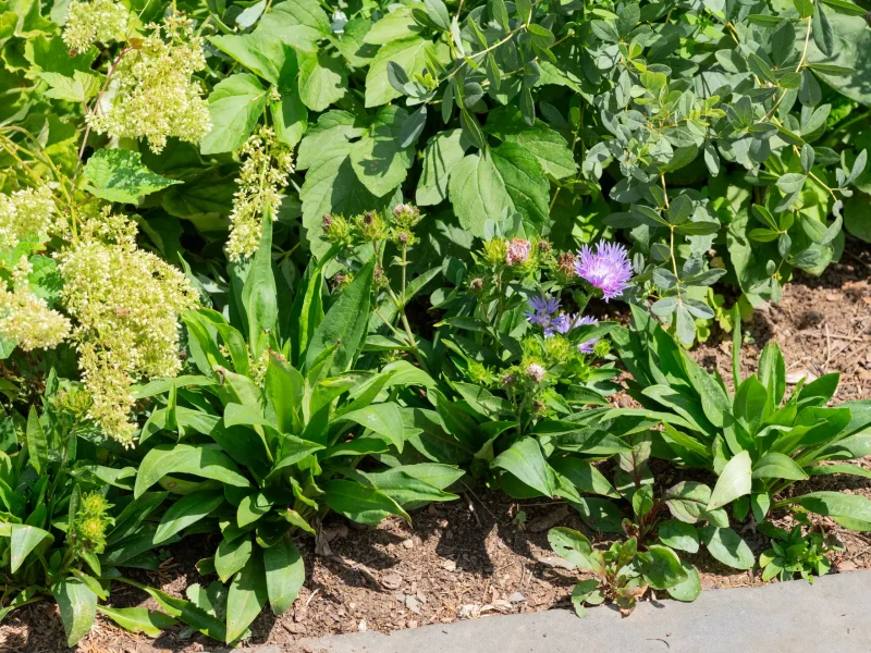 Stokes aster + false blue indigo + Virginia sweetspire is pollinator paradise