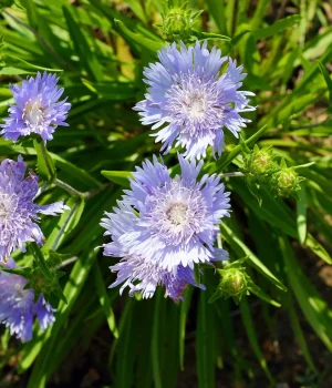 stokes-aster-in-bloom-southern-native-garden #image_title