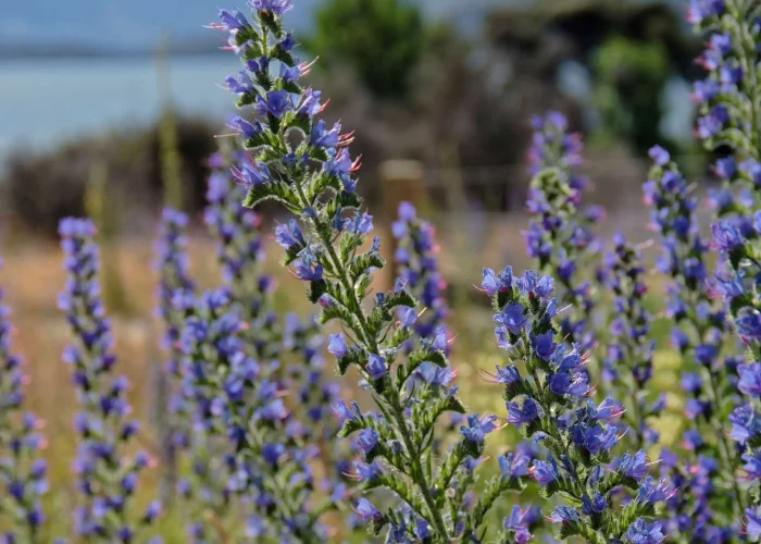 summer-lupine-native-flower-in-bloom