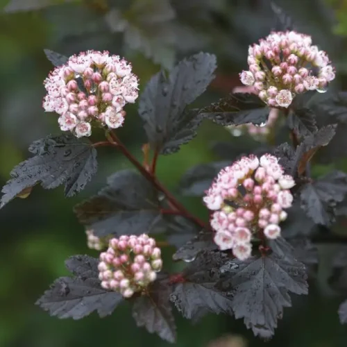 summer-wine-ninebark-native-shrub