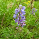 sundail-lupine-native-flower