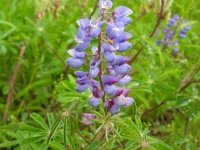 sundail-lupine-native-flower