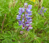 sundail-lupine-native-flower