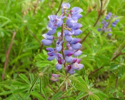 sundail-lupine-native-flower