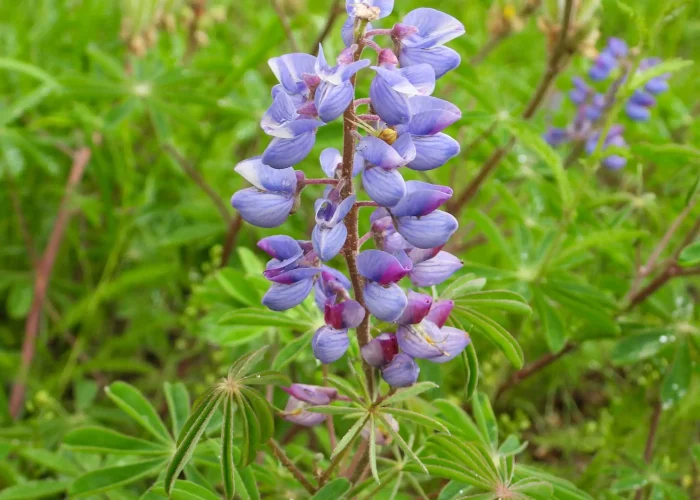 sundail-lupine-native-flower