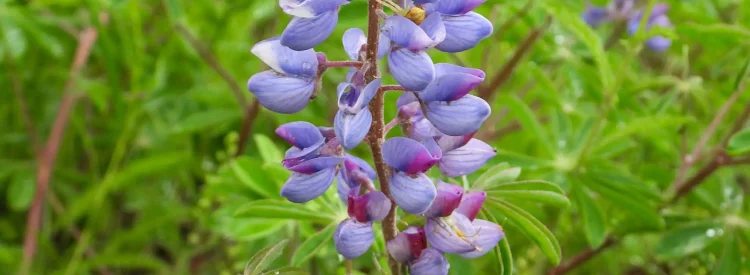sundail-lupine-native-flower
