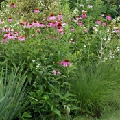sunny-native-garden-coneflowers-prairie-dropseed