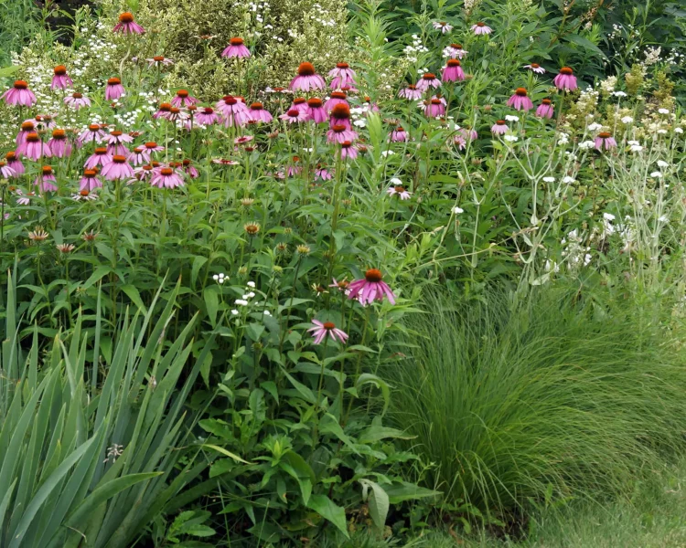 Mix purple coneflowers with native grasses for lots of garden textures