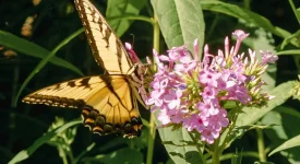 swallowtail-on-a-native-phlox-paniculata-native-gardening