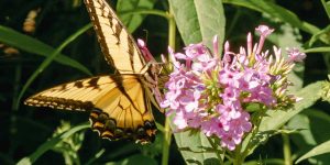 swallowtail-on-a-native-phlox-paniculata-native-gardening