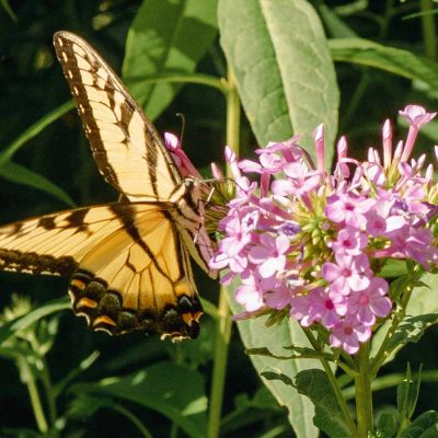 swallowtail-on-a-native-phlox-paniculata-native-gardening