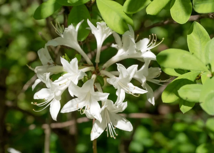Cluster of white trumpet-shaped flowers with long stamens on a green shrub.