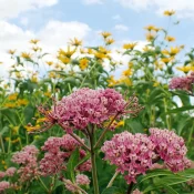 swamp-milkweed-in-a-garden