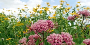 swamp-milkweed-in-a-garden