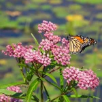 swamp-milkweed-monarch-host-plant-for-rain-gardens