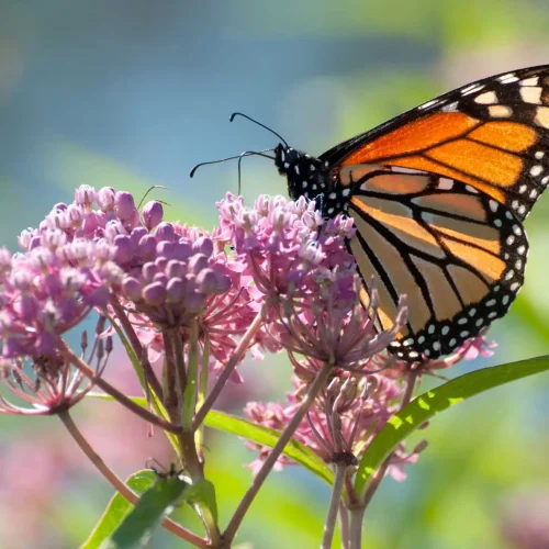 swamp-milkweed-native-flower-in-bloom