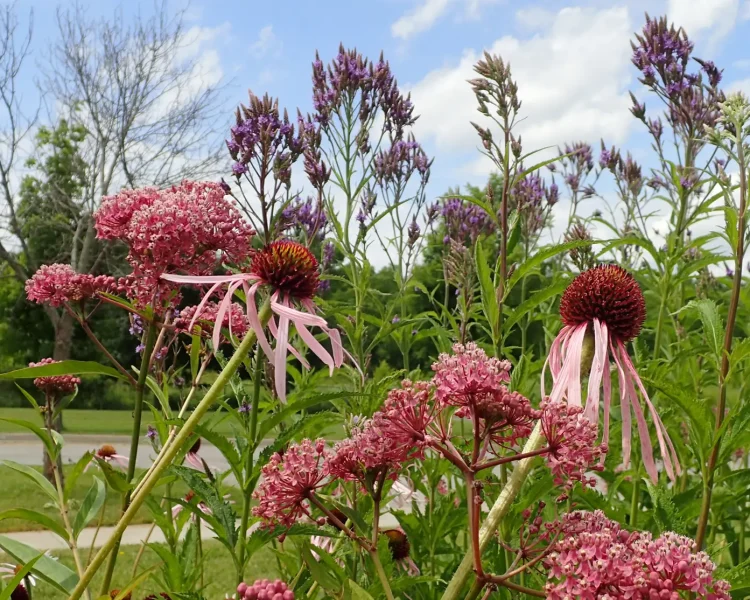 Swamp milkweed + pale purple coneflower + blue vervain = native garden success