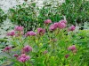 swamp-milkweed-raingarden-planting