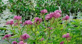 swamp-milkweed-raingarden-planting