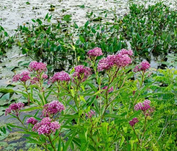 swamp-milkweed-raingarden-planting