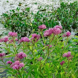 swamp-milkweed-raingarden-planting