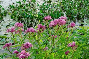 swamp-milkweed-raingarden-planting