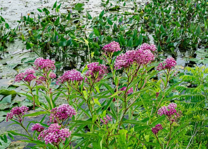 swamp-milkweed-raingarden-planting
