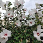 swamp-rose-mallow-native-flower-in-bloom