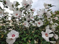 swamp-rose-mallow-native-flower-in-bloom