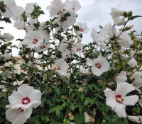 swamp-rose-mallow-native-flower-in-bloom