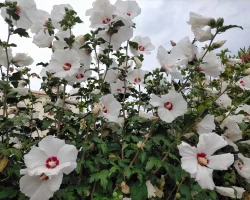 swamp-rose-mallow-native-flower-in-bloom