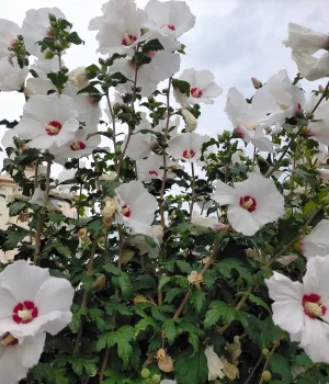 swamp-rose-mallow-native-flower-in-bloom swamp-rose-mallow-native-flower-in-bloom