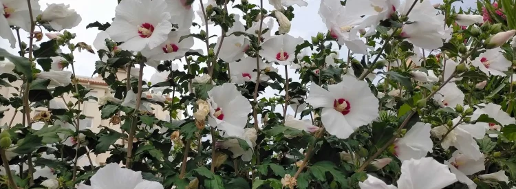 swamp-rose-mallow-native-flower-in-bloom