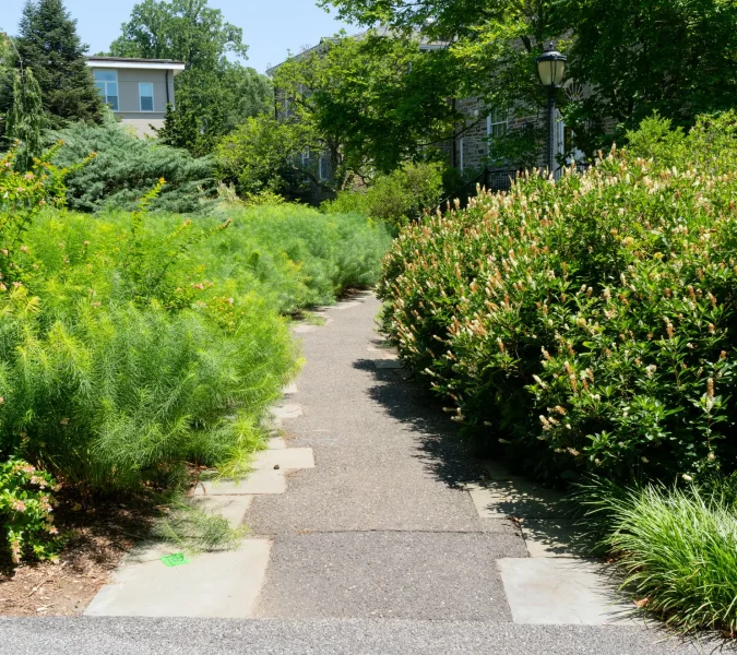 Or line a pathway, like seen here at Swarthmore (with native Virginia sweetspire at right)