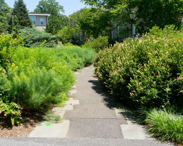 Or line a pathway, like seen here at Swarthmore (with native Virginia sweetspire at right)