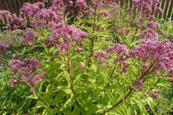 sweet-scented-joe-pye-weed